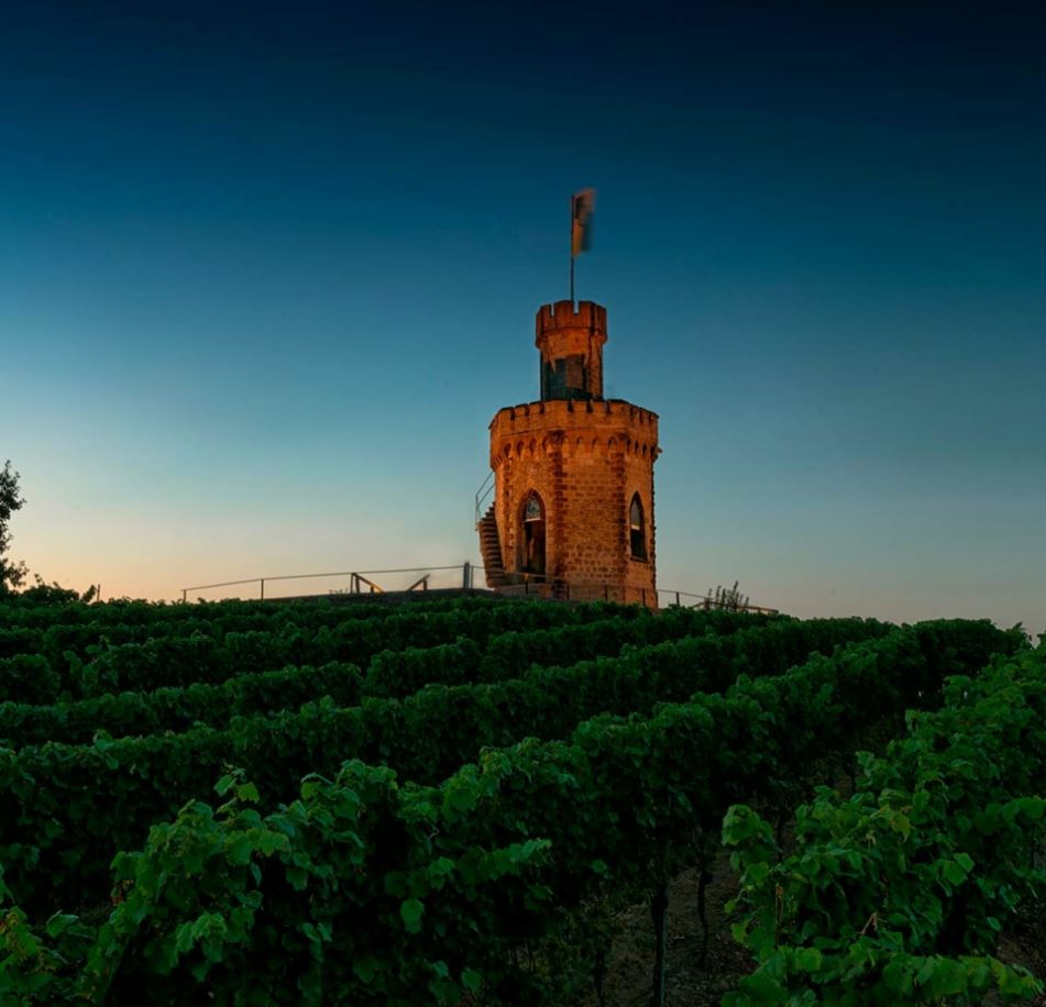 Weinberg des Weinguts Karl Schäfer, im Hintergrund ein Turm in der Abendsonne